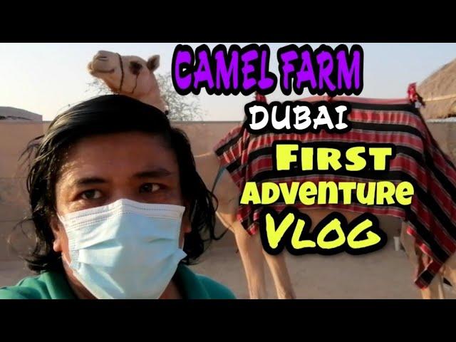 DUBAI: CAMEL FARM | First Adventure Vlog | Philippines memories tv.