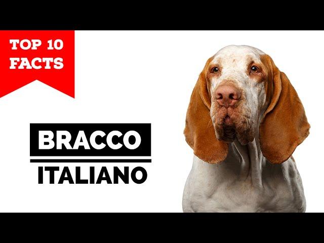 Bracco Italiano - Top 10 Facts