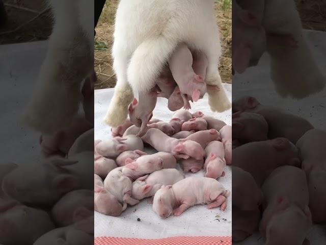 Cute rabbit baby#shorts #rabbit #shortsvideo #short