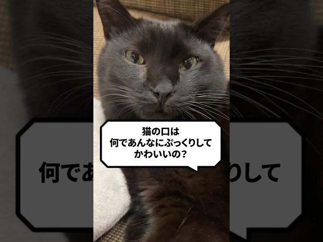 Q：猫の口ってなんでぶっくりしてかわいいの？ #猫 #猫かわいい #ねこ