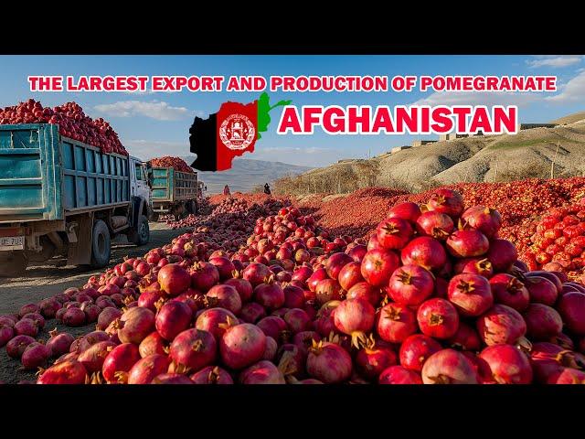 The largest export and production of Afghanistan pomegranate in the world.