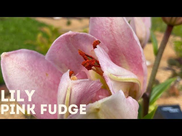 Lily - Pink Fudge 4K