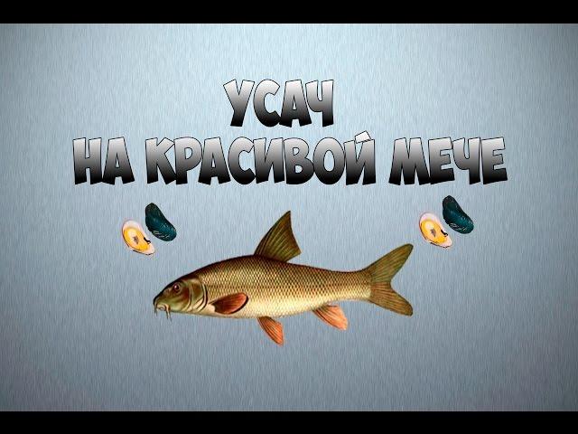 Русская рыбалка 3.99 Усач на Красивой мече