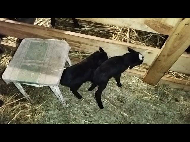 Сколько рожают Романовские овцы