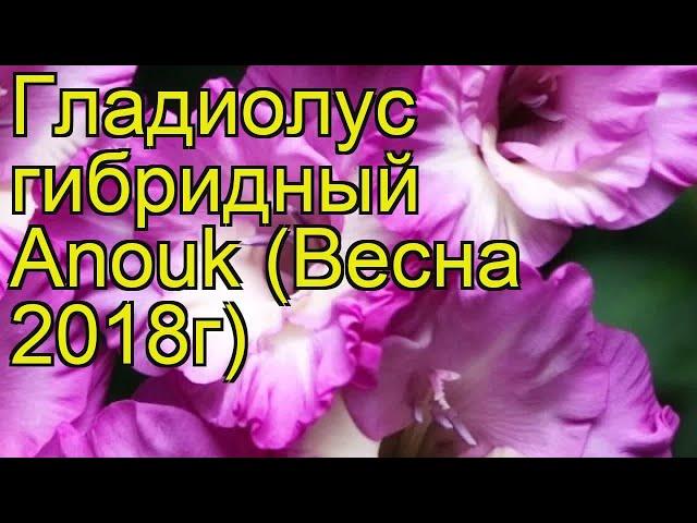 Гладиолус гибридный Анук (Anouk). Краткий обзор, описание характеристик, где купить луковицы