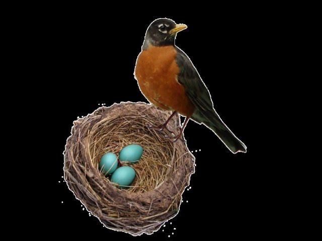 Robin's Nest