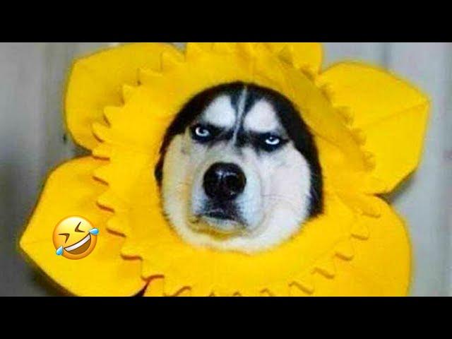 FUNNIEST Huskies Compilation | Normal dogs vs Huskies | 30 Minutes Best Videos | Part 14