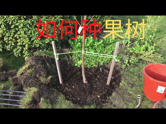 How to plant a fruit tree (nectarine tree)