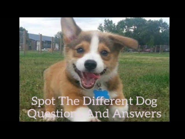 Spot The Different Dog Quiz Answers | Quiz Diva | Offer Toro