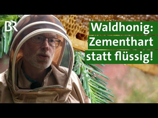 Imker fluchen: Warum dieses Jahr der Waldhonig hart wird | Unser Land | BR