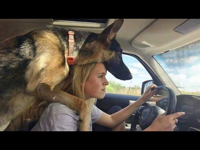 This is why German Shepherds are the Kings of Comedy in the Dog World 