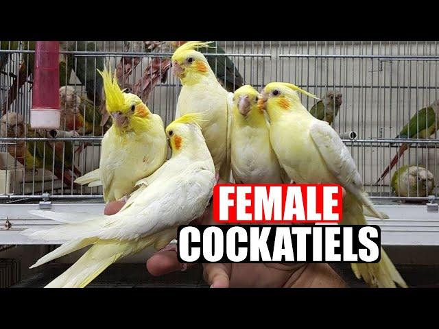 FEMALE COCKATIELS-Female Cockatiel Singing-Female Cockatiel