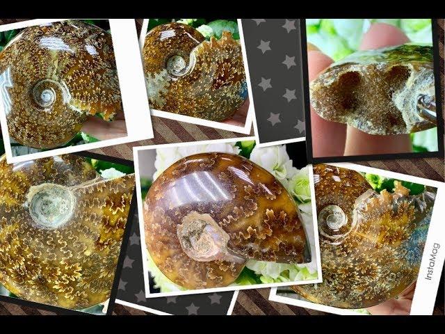 AMMONITES  АММОНИТ  Магическая спираль  вселенной  Энциклопедия Ювелирных Камней 