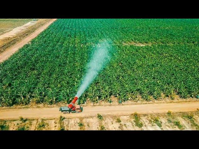 MENAKJUBKAN  INILAH PERKEBUNAN PISANG CAVENDIS MODERN