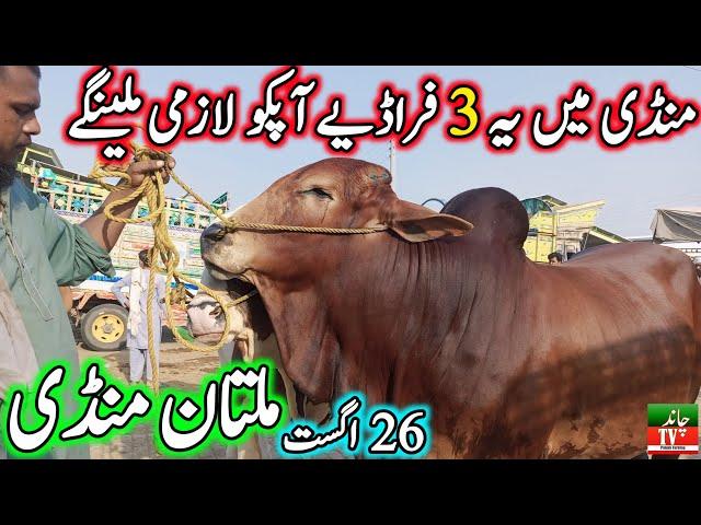 Today New Multan Cow Mandi Fresh Latest Update 26-08-2024 | Cow Mandi 2024 | Cholistani Bachra Mandi