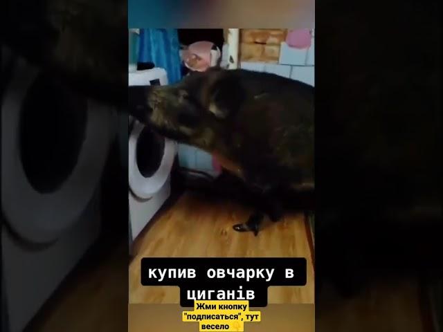 купил овчарку у цыган #shorts #tiktok #мемы #приколы #ржака #смешные #прикол #заработок