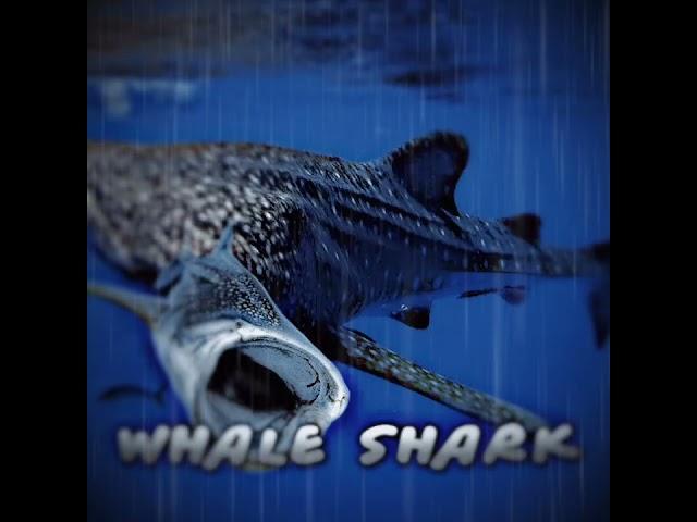 whale shark vs axolotl #whaleshark #axolotl