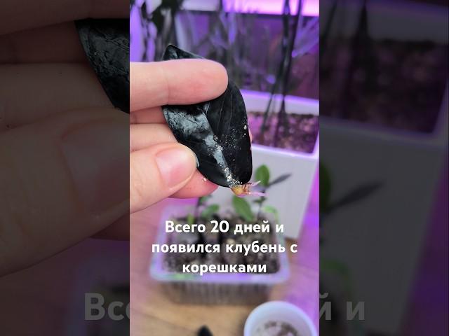 Как нарастить клубень с корешками у листиков замиокулькаса?