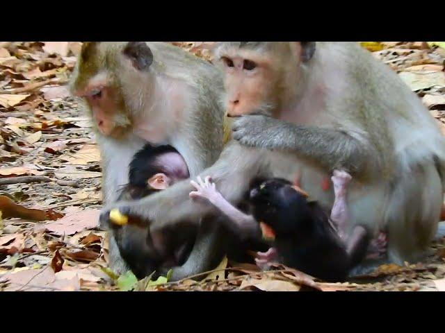 The poorest newborn baby Monkeys /TopTop monkeys KH