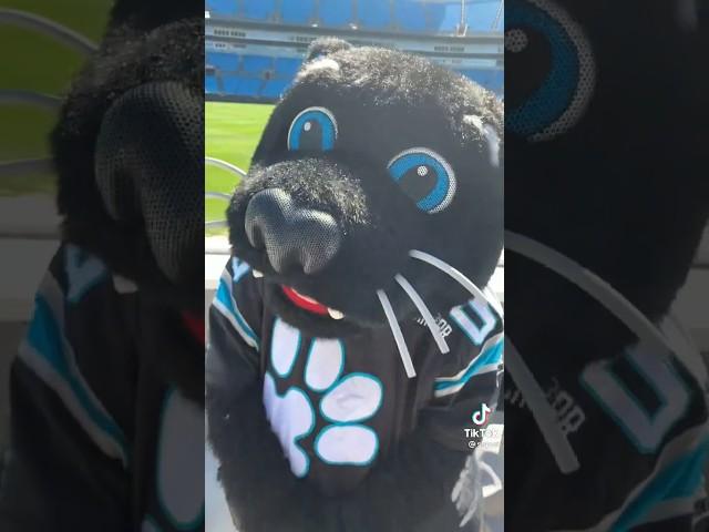 NFL Mascot Sirpurr The Panthers Was The Cat So Adorable