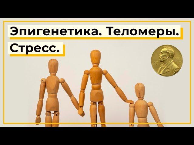 Стресс и старение. Эпигенетика. Теломеры. Теломераза и молодость. Нобелевская премия