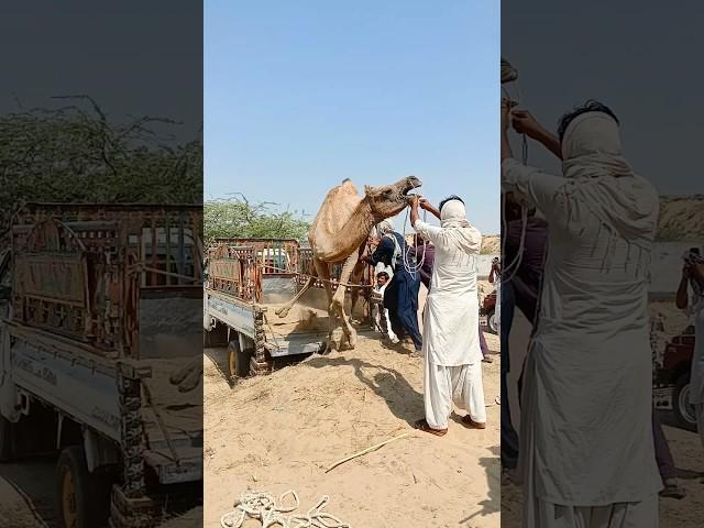 تحت لهيب الشمس والسيارة واقفة بجانب الجمل