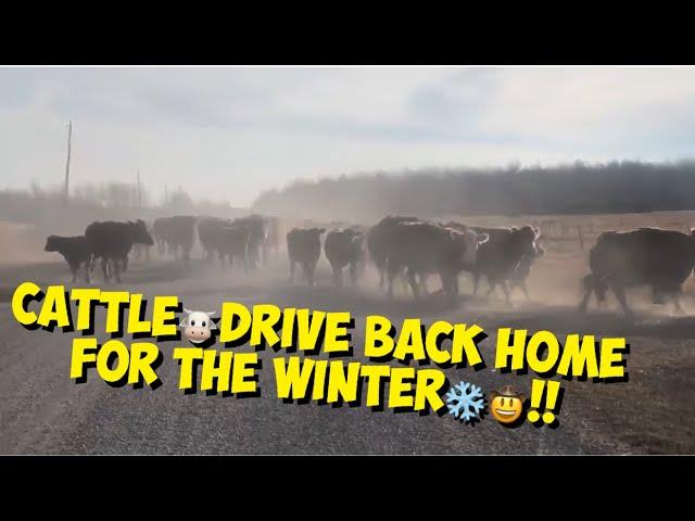 CATTLEdrive home for️WINTER!!