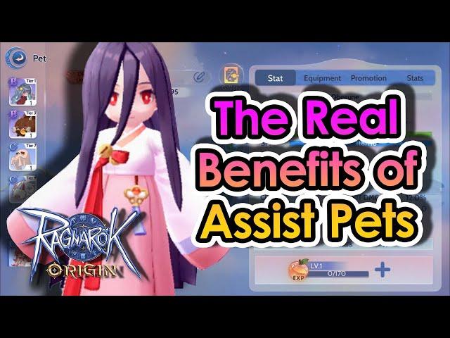 [ROO] Understanding Pet Assist in Ragnarok Origin: A Comprehensive Guide | KingSpade