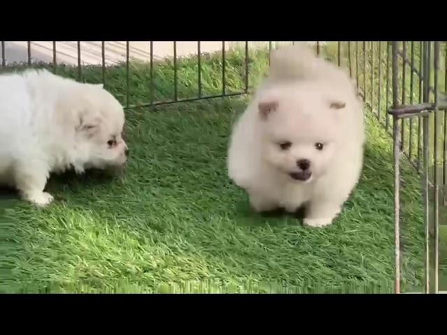 Toy pom white puppies for sale in India all India  Delivery available 9555944924