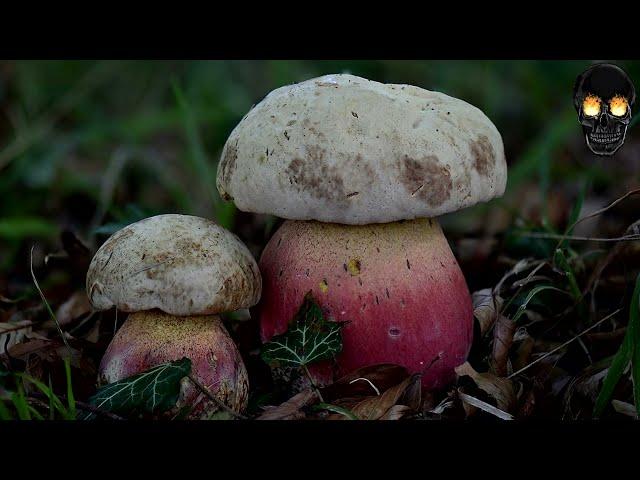 САТАНИНСКИЙ ГРИБ | ОПАСНОСТЬ | ПОЛНЫЙ ОБЗОР (BOLETUS SATANAS)