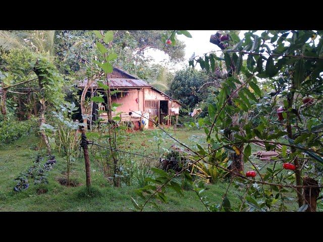 Buhay Probinsya / Countryside Life Live 09-26-24 #kaprobinsya #buhaysaprobinsya #buhayprobinsya