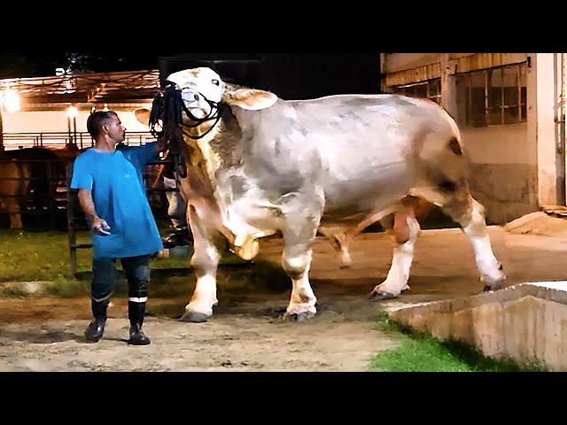 1300 kg charbray bull | Brownie's Ranch