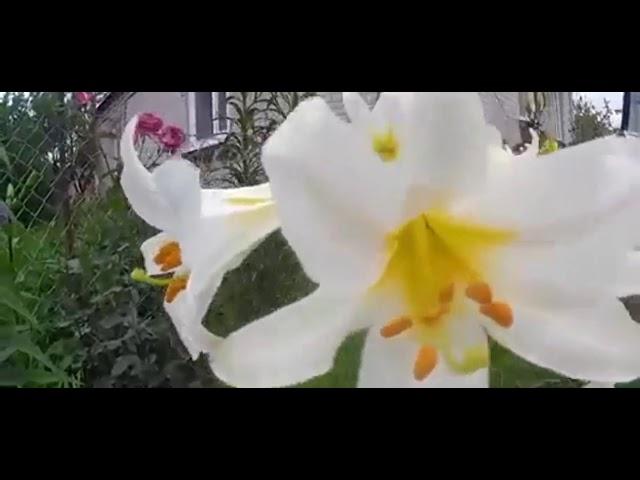 Лилии длинноцветковые, азиатские, гибриды  5 лет назад . Long flowered lilies, Asian, hybrids.