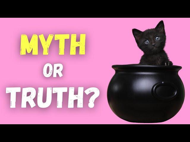 Black Cat Myths and Superstitions (From Around The World)