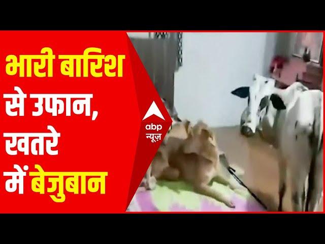 Maharashtra Rain: बदलापुर में बारिश से इंसान ही नहीं जानवर भी परेशान | ABP Hindi