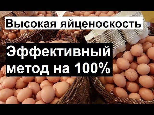 Повышаем яйценоскость кур. Правильное кормление кур несушек. Куры несушки