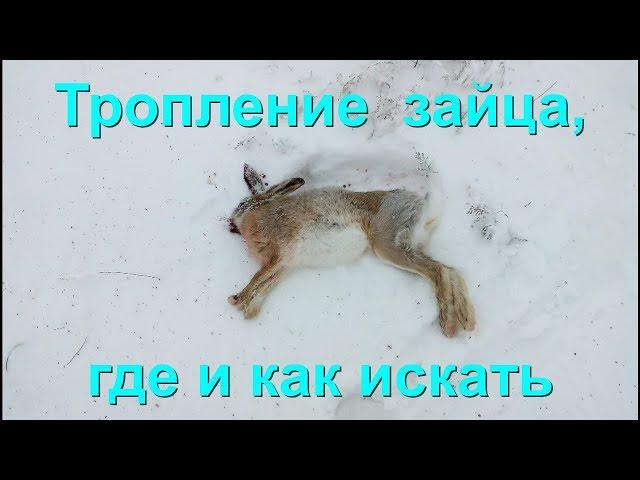 Как распутать следы зайца-русака.