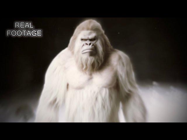 New Bigfoot Videos YOU Haven’t Seen! *EXCLUSIVE FOOTAGE*