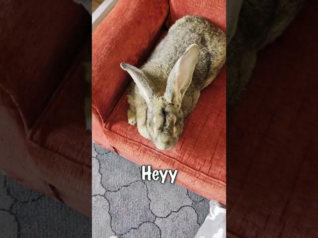 Good Afternoon Flemish Giant Rabbit