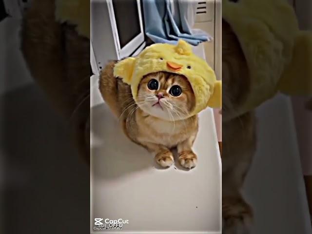 kucing lucu #kucing #kucinglucu #ucing