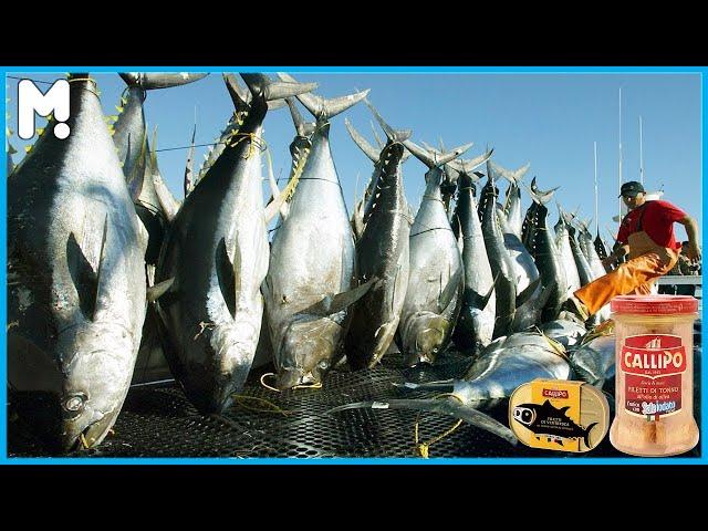 Canned Tuna Making Process | Canned Fish Processing Line | How Canned Fish Is Made