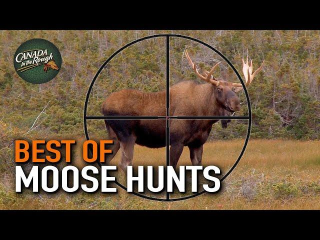 20 Moose Hunts in 20 Minutes! (ULTIMATE Moose Hunting Compilation) | BEST OF