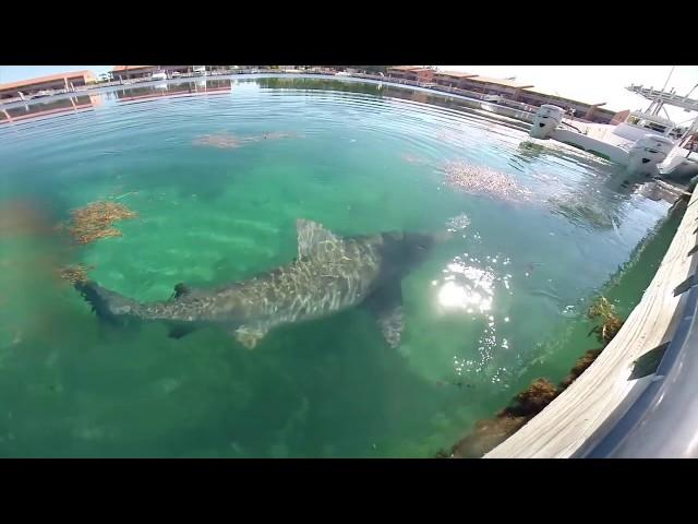 Bull Shark Encounter: Bimini, Bahamas