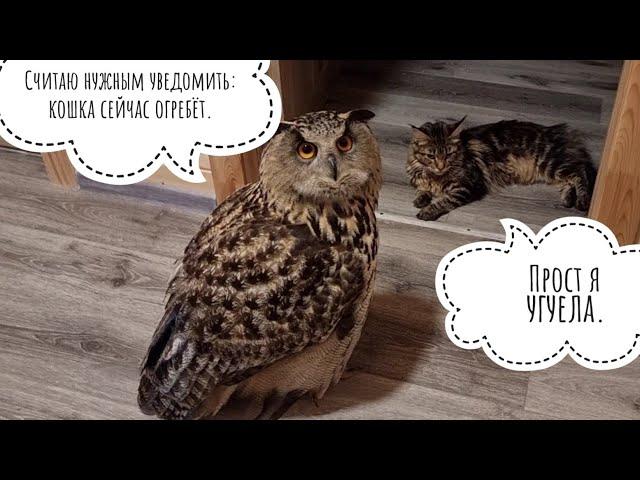 A huge owl trampled a cat! The opposition of the Cloudberry cat and the Eagle owl Yoll