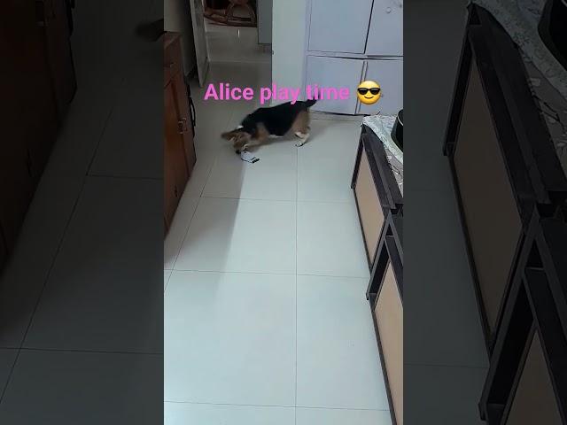 Alice's play time