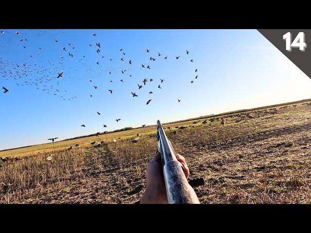 THOUSANDS Of MALLARDS Dumped Into Our Spread (RARE BIRD) | Duck Hunting 2024