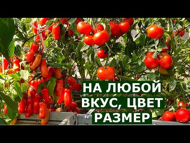 42 урожайных сорта для открытого грунта и теплиц за 18 минут