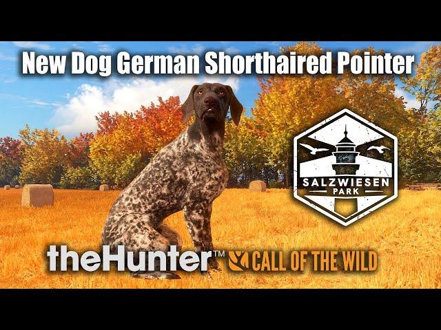 German Shorthaired Pointer Diamond Hunt At Salzwiesen Park theHunter Call Of The Wild. Early Access