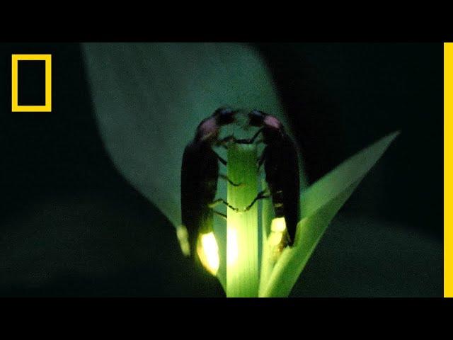 Fireflies Put on a Spectacular Mating Dance | Short Film Showcase