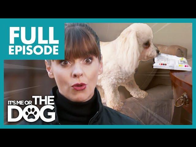 Out-of-Control Bichon Frise on the Verge of Eviction! | Full Episode | It's Me or The Dog